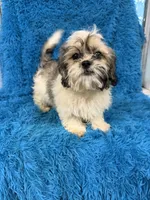 Sassy, a female Havanese and Shih Tzu for sale in Marion, SC – 1 of 3