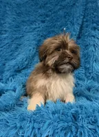 Lizzy, a female Havanese and Shih Tzu for sale in Marion, SC – 4 of 9