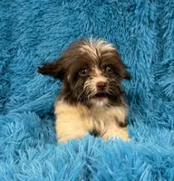 Marsh, a male Havanese and Shih Tzu for sale in Marion, SC – 2 of 10