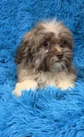 Sissy, a female Havanese and Shih Tzu for sale in Marion, SC – 9 of 10