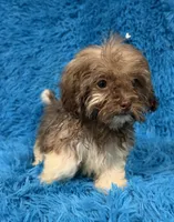 Izzy, a female Havanese and Shih Tzu for sale in Marion, SC – 3 of 8