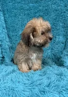 Lang, a male Havapoo for sale in Marion, SC – 6 of 8
