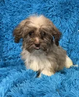 Sissy, a female Havanese and Shih Tzu for sale in Marion, SC – 8 of 10