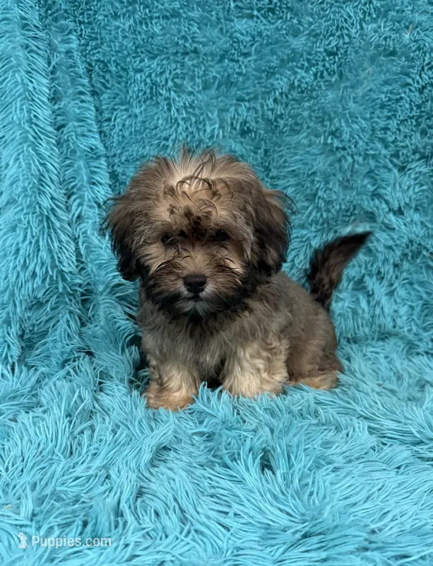 Finley  – Havapoo puppy for sale in Marion, SC