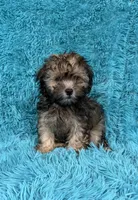 Lainey, a female Havapoo for sale in Marion, SC – 6 of 8