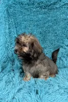 Finley , a male Havapoo for sale in Marion, SC – 5 of 9
