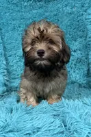 Finley , a male Havapoo for sale in Marion, SC – 8 of 9