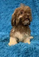 Izzy, a female Havanese and Shih Tzu for sale in Marion, SC – 7 of 8