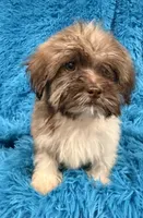 Lizzy, a female Havanese and Shih Tzu for sale in Marion, SC – 5 of 9