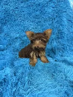 Zoey, a female Yorkshire Terrier for sale in Marion, SC – 4 of 8