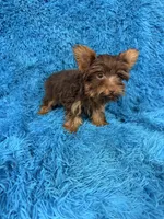 Zoey, a female Yorkshire Terrier for sale in Marion, SC – 5 of 8