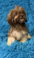Izzy, a female Havanese and Shih Tzu for sale in Marion, SC – 6 of 8