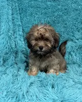 Finley , a male Havapoo for sale in Marion, SC – 2 of 9