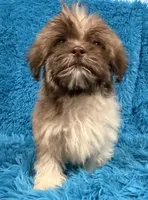 Lizzy, a female Havanese and Shih Tzu for sale in Marion, SC – 3 of 9