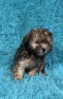 Lainey, a female Havapoo for sale in Marion, SC – 2 of 8