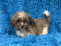 Sissy, a female Havanese and Shih Tzu for sale in Marion, SC – 6 of 10