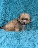 Lang, a male Havapoo for sale in Marion, SC – 4 of 8