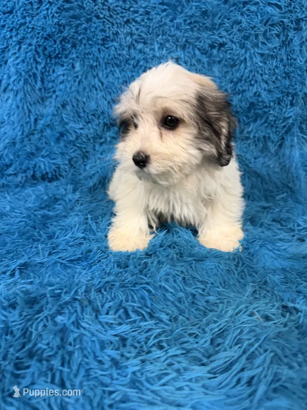 Lala – Havanese puppy for sale in Marion, SC