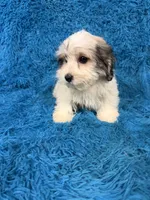Lala, a female Havanese for sale in Marion, SC – 1 of 2
