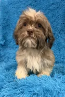 Sissy, a female Havanese and Shih Tzu for sale in Marion, SC – 2 of 10