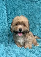Lang, a male Havapoo for sale in Marion, SC – 5 of 8