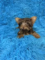 Zoey, a female Yorkshire Terrier for sale in Marion, SC – 2 of 8