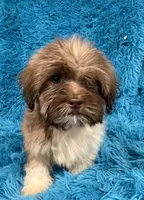 Lizzy, a female Havanese and Shih Tzu for sale in Marion, SC – 6 of 9
