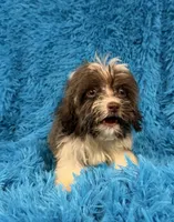 Marsh, a male Havanese and Shih Tzu for sale in Marion, SC – 10 of 10