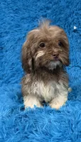 Izzy, a female Havanese and Shih Tzu for sale in Marion, SC – 2 of 8