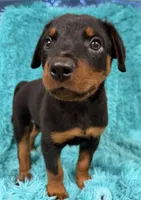 Blaze, a male Rottweiler for sale in Marion, SC – 4 of 8