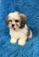 Priss , a female Havanese and Shih Tzu for sale in Marion, SC – 2 of 8
