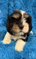 Winston, a male Cavalier King Charles Spaniel and Shih Tzu for sale in Marion, SC – 3 of 5