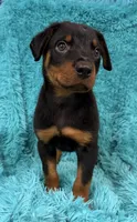 Blaze, a male Rottweiler for sale in Marion, SC – 3 of 8