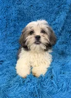 Priss , a female Havanese and Shih Tzu for sale in Marion, SC – 7 of 8