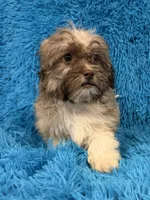 Sissy, a female Havanese and Shih Tzu for sale in Marion, SC – 5 of 10