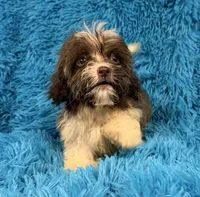 Marsh, a male Havanese and Shih Tzu for sale in Marion, SC – 1 of 10