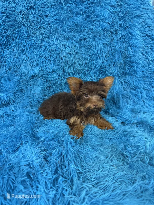 Zoey – Yorkshire Terrier puppy for sale in Marion, SC