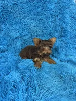 Zoey, a female Yorkshire Terrier for sale in Marion, SC – 1 of 8