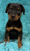 Blaze, a male Rottweiler for sale in Marion, SC – 7 of 8