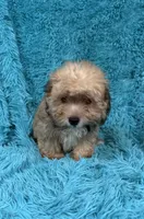 Lang, a male Havapoo for sale in Marion, SC – 2 of 8
