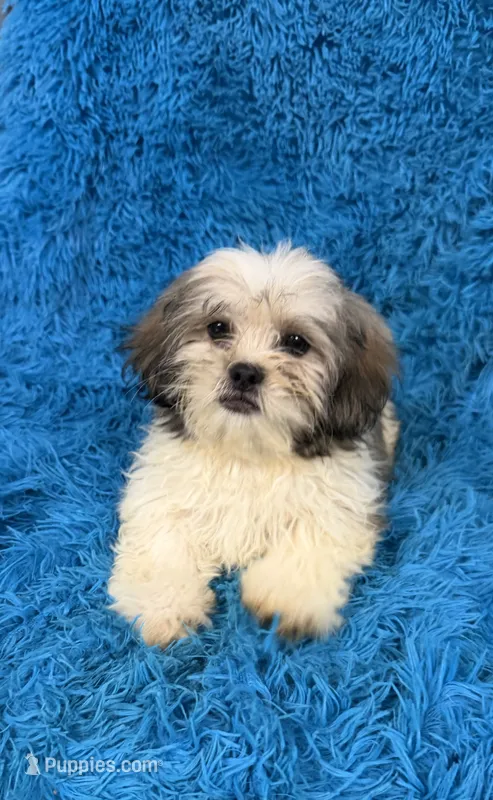 Priss  – Havanese, Shih Tzu puppy for sale in Marion, SC