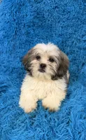 Priss , a female Havanese and Shih Tzu for sale in Marion, SC – 3 of 8