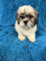 Sassy, a female Havanese and Shih Tzu for sale in Marion, SC – 2 of 3