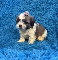 Suge, a female Havanese and Shih Tzu for sale in Marion, SC – Photo 7 of 9
