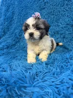 Suge, a female Havanese and Shih Tzu for sale in Marion, SC – Photo 9 of 9