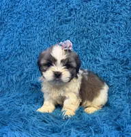 Suge, a female Havanese and Shih Tzu for sale in Marion, SC – Photo 6 of 9