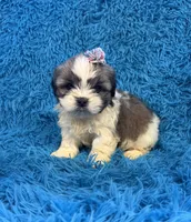 Suge, a female Havanese and Shih Tzu for sale in Marion, SC – Photo 3 of 9