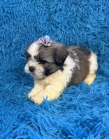 Suge, a female Havanese and Shih Tzu for sale in Marion, SC – Photo 2 of 9