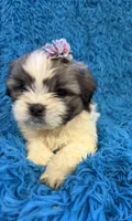 Suge, a female Havanese and Shih Tzu for sale in Marion, SC – Photo 4 of 9