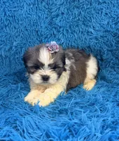Suge, a female Havanese and Shih Tzu for sale in Marion, SC – Photo 1 of 9